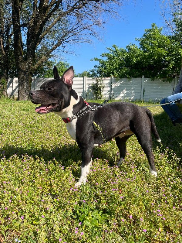 ZARA PIT BULL Foto 5